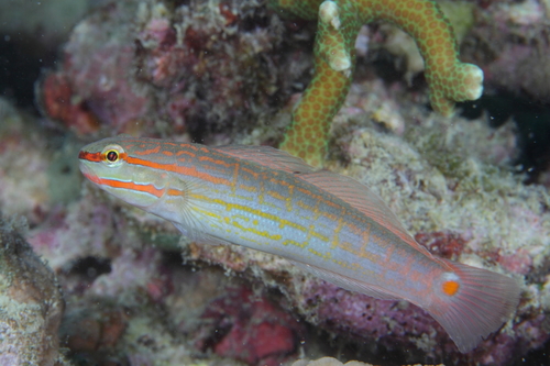 Orange-marked Goby