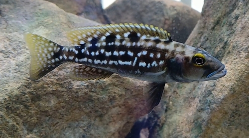 Lepidiolamprologus Elongatus