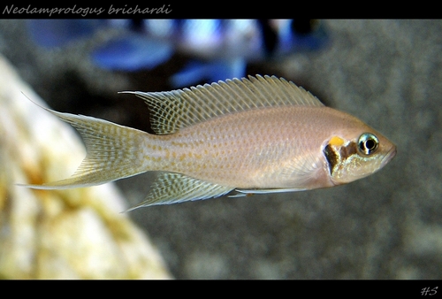 Ornate Shell Dweller