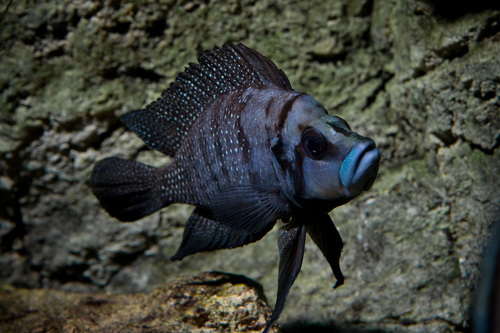 Golden Head' Calvus Cichlid