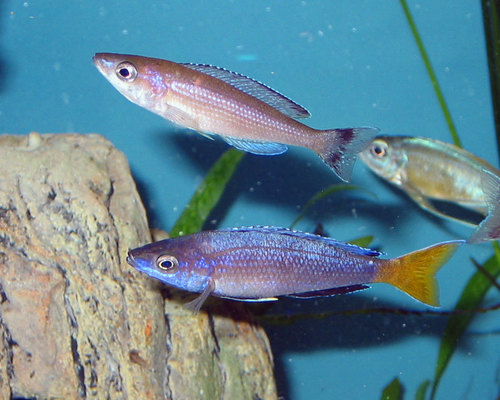 Sardine Cichlid