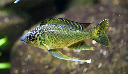 Ventralis Cichlid