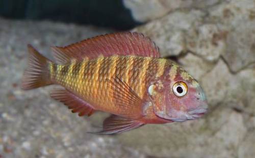 Sunspot 'Katoto' Cichlid