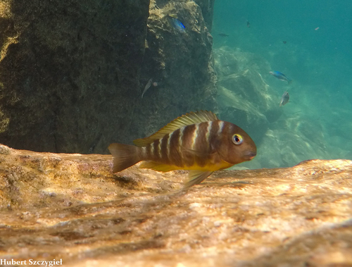 Albino Tropheus Brichardi Kipili