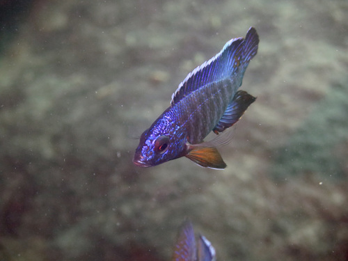 Malawi Butterfly Cichlid