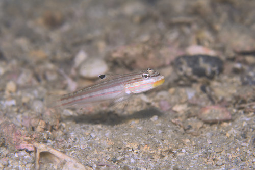 Valancienne's Goby
