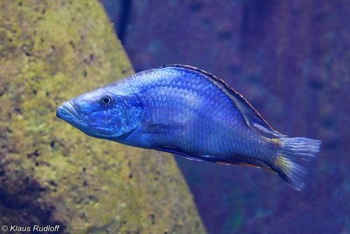 Malawi Trout