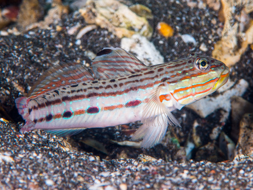 Ocellated Gudgeon