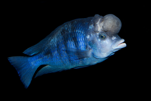 Malawi Blue Dolphin (Blue Morii)