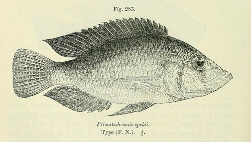 Haplochromis sp. "Hippo Point Salmon"