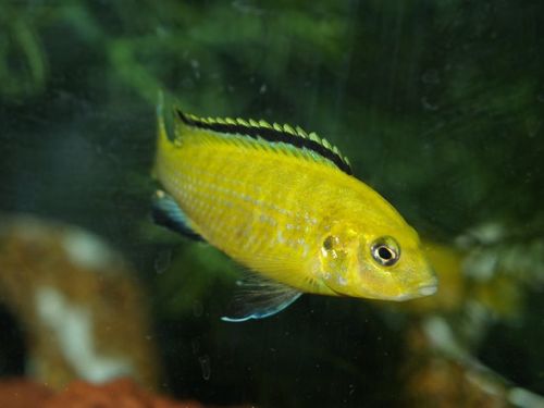 Electric Yellow Labido/Lemon Mbuna Cichlid