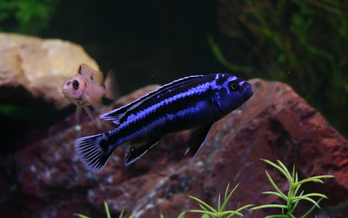 Blue Johani