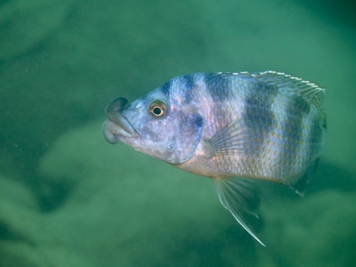 Super VC 10 Hap Cichlid