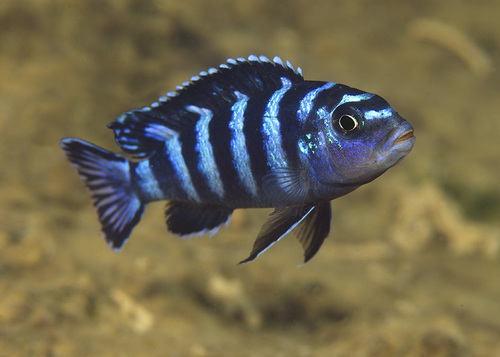 Demason's Cichlids