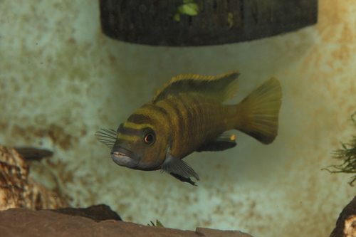 Pseudotropheus Flavus