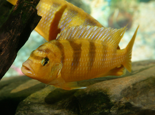 Lambordi