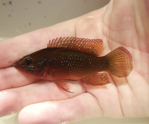 Red Balloon Jewel Cichlid