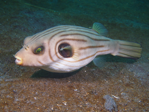 Narrow-lined Puffer