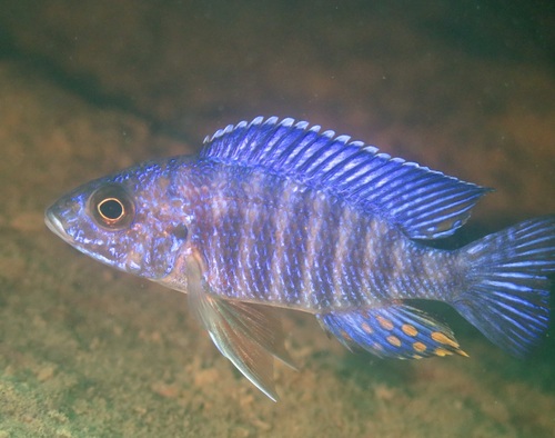 Calico Balloon Cichlids