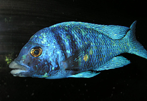 Star Sapphire Cichlid