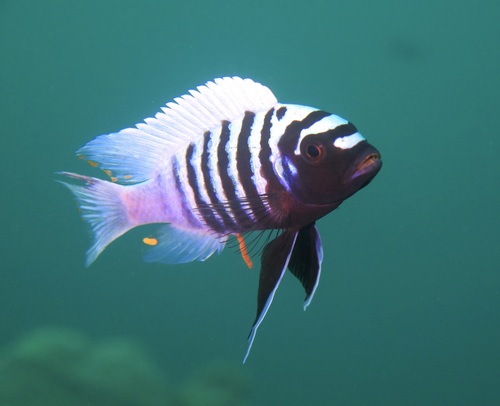 Blue Zebra