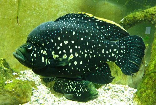 Madagascar Cichlid