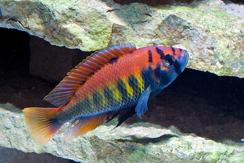 Victorian Cichlids