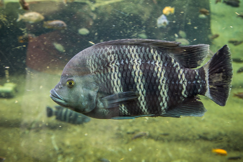 Tiger Zebra Tilapia (Ninetynine)
