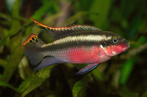 Albino Kribensis
