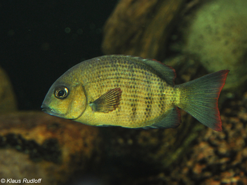 Pin Stripe Damba Cichlids
