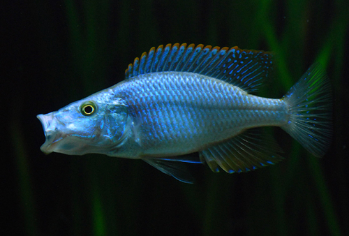 "Red" Malawi Eye Biter