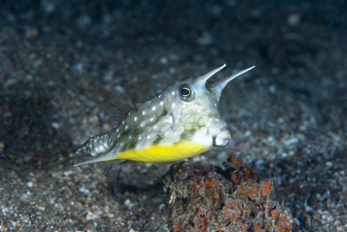 Long-Horned Cowfish