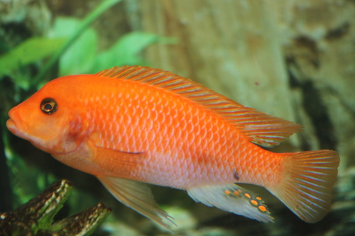 Yellow Tail Acei Cichlid