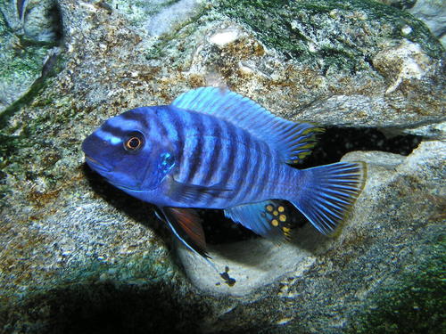 Fuelleborni