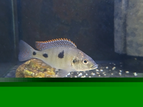 Tetrastigma Cichlid