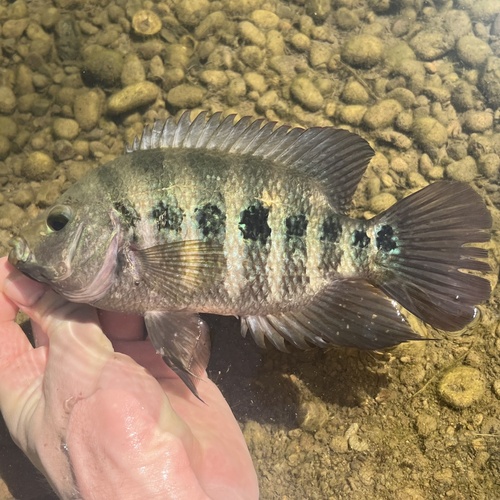 Lyonsi Cichlid