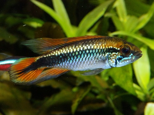 Apistogramma agassizii Fire Gold
