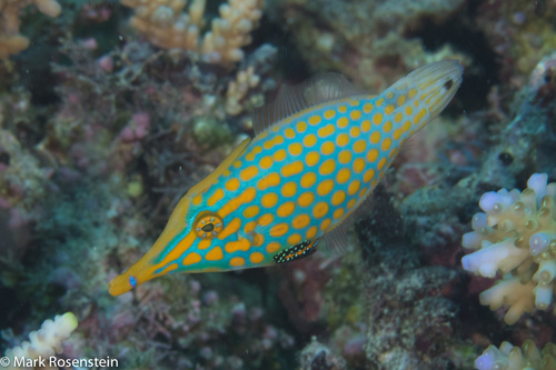 Long-Nosed Filefish