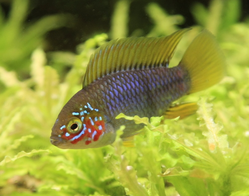 Umbrella Cichlid