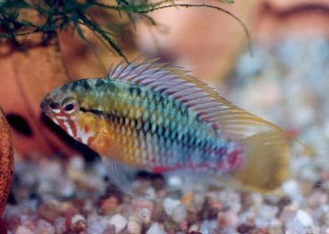 Apistogramma hongsloi