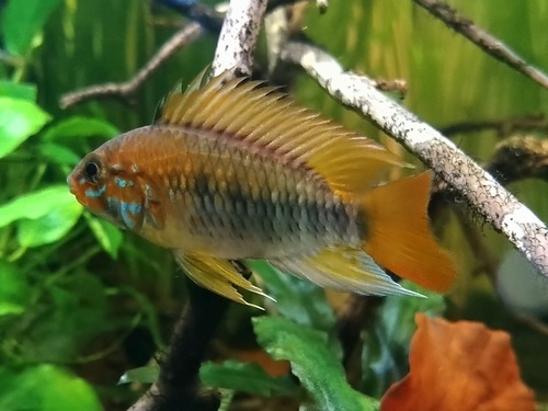 Macmaster's Apisto