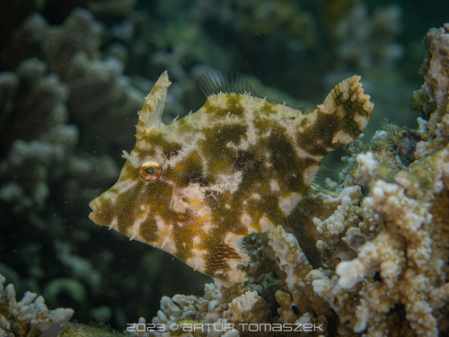 Matted Leatherjacket