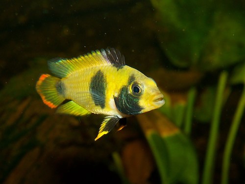 Apistogramma nijsseni