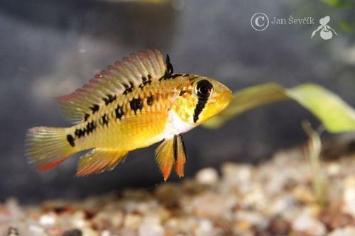 Apistogramma viejita