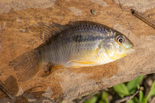 Bujurquina oenolaemus