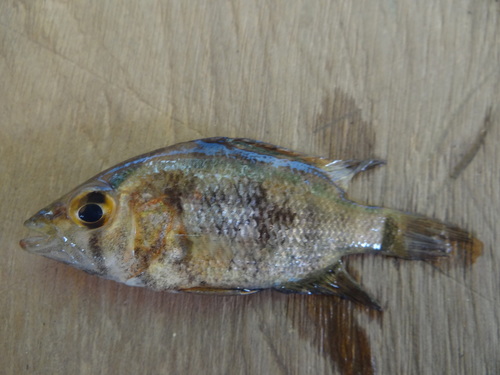 Caquetaia myersi