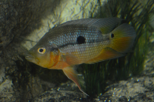 Caquetaia spectabilis