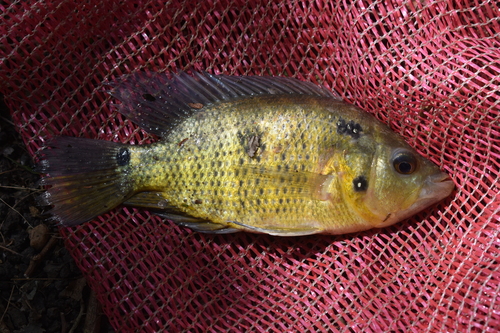 Caquetaia umbriferum