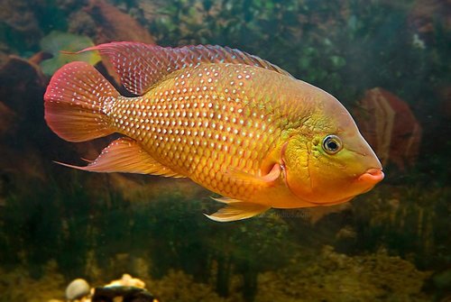 Red Terror Cichlid (Festa's Cichlid)