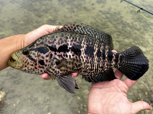 Managua Cichlid